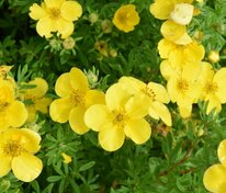 Лапчатка кустарниковая Элизабет (Potentilla fruticosa 'Elizabeth')