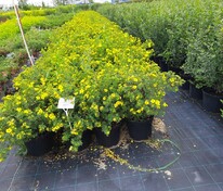Лапчатка кустарниковая Голдфингер (Potentilla fruticosa 'Goldfinger')