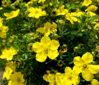 Лапчатка кустарниковая Голд Стар (Potentilla fruticosa 'Gold Star')