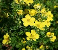 Лапчатка кустарниковая Голд Теппич (Potentilla fruticosa 'Gold Teppich')