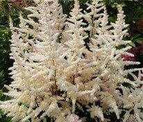 Астильба Арендса Бронзлауб (Astilbe x arendsii 'Bronzlaub')