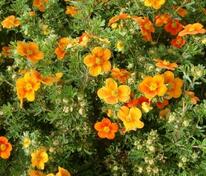 Лапчатка кустарниковая Хопли Оранж (Potentilla fruticosa 'Hopley Orange')
