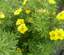 Лапчатка кустарниковая Джекманс Варайети (Potentilla fruticosa 'Jackman’s Variety')