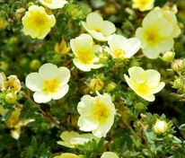 Лапчатка кустарниковая Катерина Дукс (Potentilla fruticosa 'Katherine Dykes')