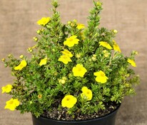 Лапчатка кустарниковая Кобольд (Potentilla fruticosa 'Kobold')