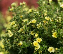 Лапчатка кустарниковая Лемон Меренга (Potentilla fruticosa 'Lemon Merinque')