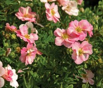 Лапчатка кустарниковая Ловели Пинк (Potentilla fruticosa 'Lovely Pink')