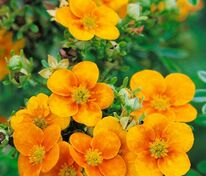 Лапчатка кустарниковая Манго Танго (Potentilla fruticosa 'Mango Tango')