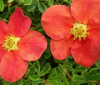 Лапчатка кустарниковая Мэрион Ред Робин (Potentilla fruticosa 'Marian Red Robin')