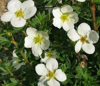 Лапчатка кустарниковая Маккейз Уайт (Potentilla fruticosa 'Mckay's White')