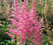 Астильба Арендса Кантри энд Вестерн (Astilbe x arendsii 'Country and Western')