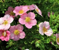 Лапчатка кустарниковая Пинк Бьюти (Potentilla fruticosa 'Pink Beauty')