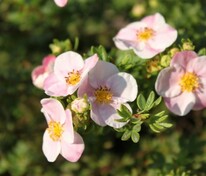 Лапчатка кустарниковая Пинк Виспер (Potentilla fruticosa 'Pink Whisper')