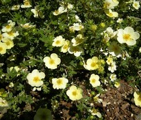 Лапчатка кустарниковая Примроуз Бьюти (Potentilla fruticosa 'Primrose Beauty')