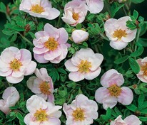 Лапчатка кустарниковая Принцесс (Potentilla fruticosa 'Princess')