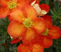 Лапчатка кустарниковая Ред Джокер (Potentilla fruticosa 'Red Joker')