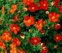 Лапчатка кустарниковая Ред Леди (Potentilla fruticosa 'Red Lady')