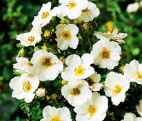 Лапчатка кустарниковая Сноуфлейк (Potentilla fruticosa 'Snowflake')