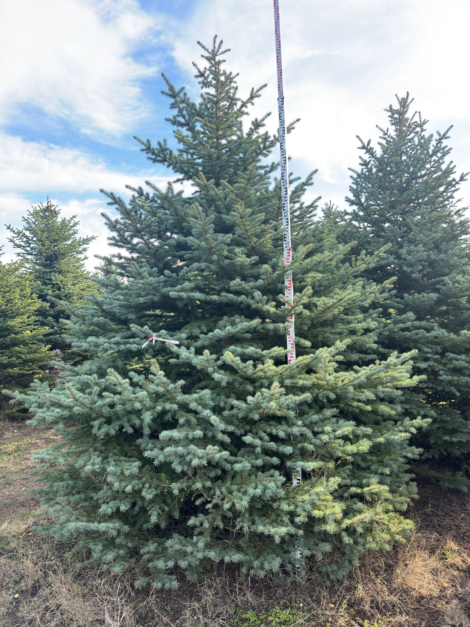 Ель колючая Glauca крупномер 350–400 см в питомнике Горзел