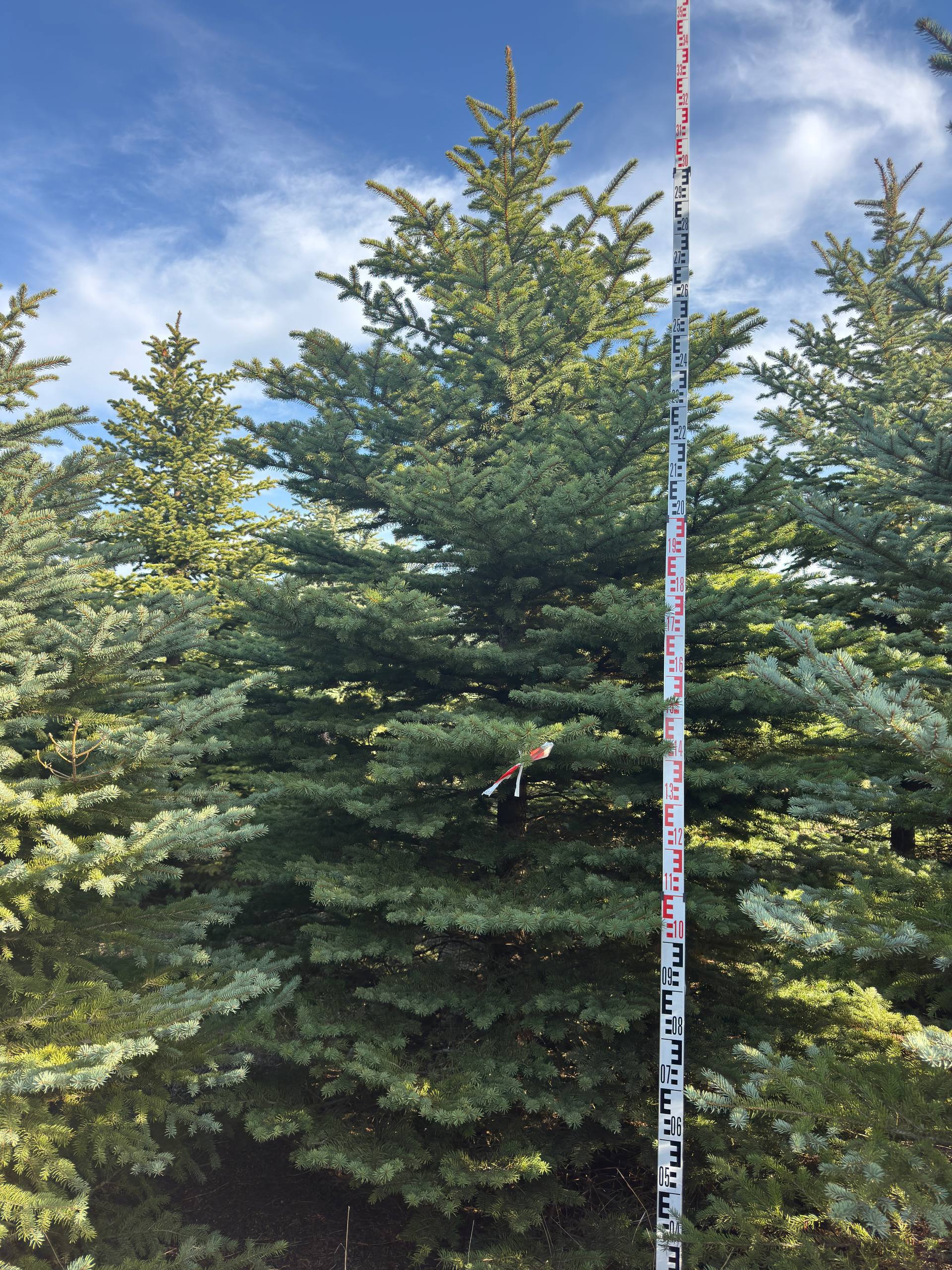 Саженец ели Glauca 300–350 см — голубая хвоя и ровная форма