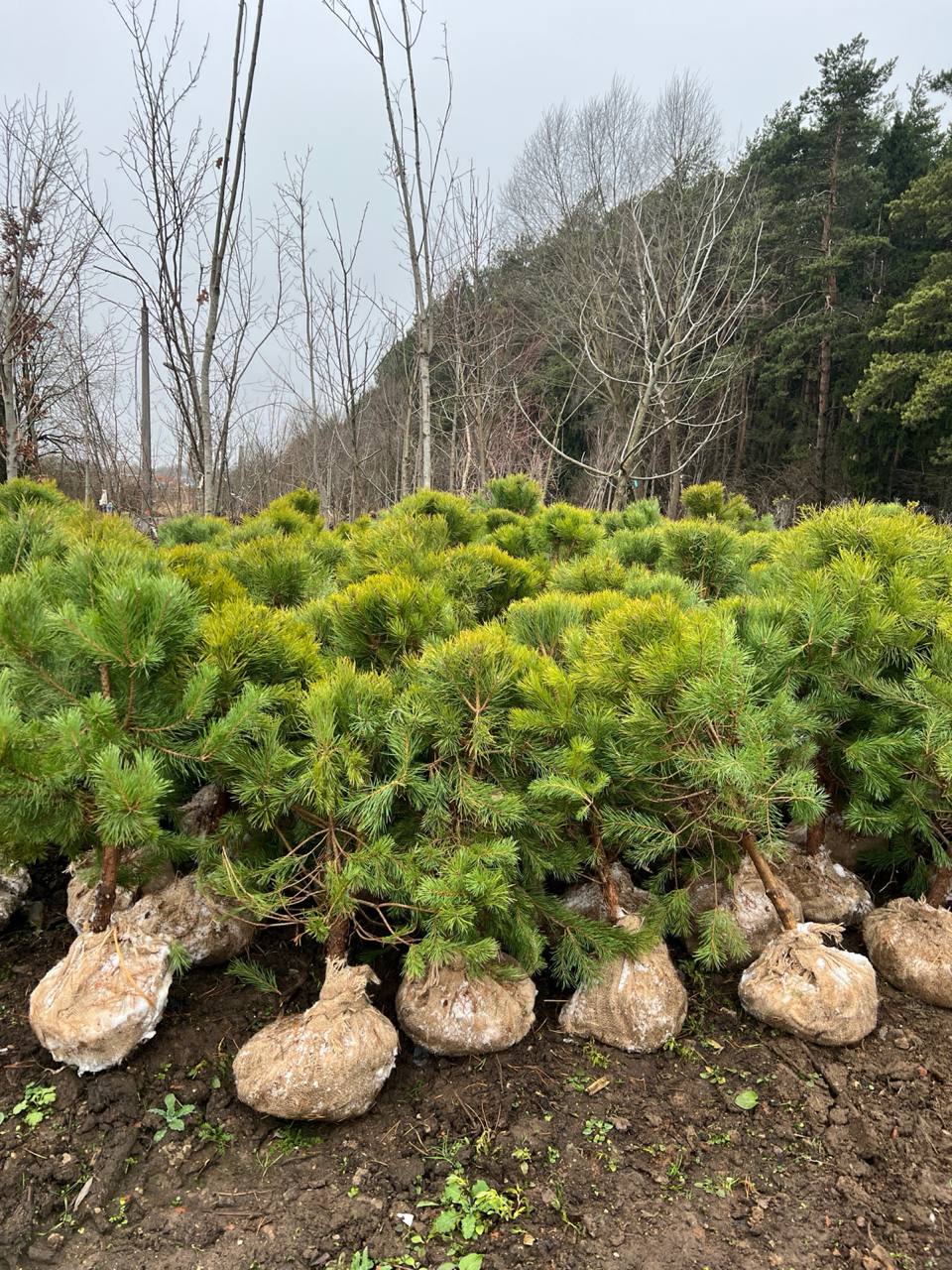Старт зимнего сезона: акция на саженцы сосны обыкновенной формированной
