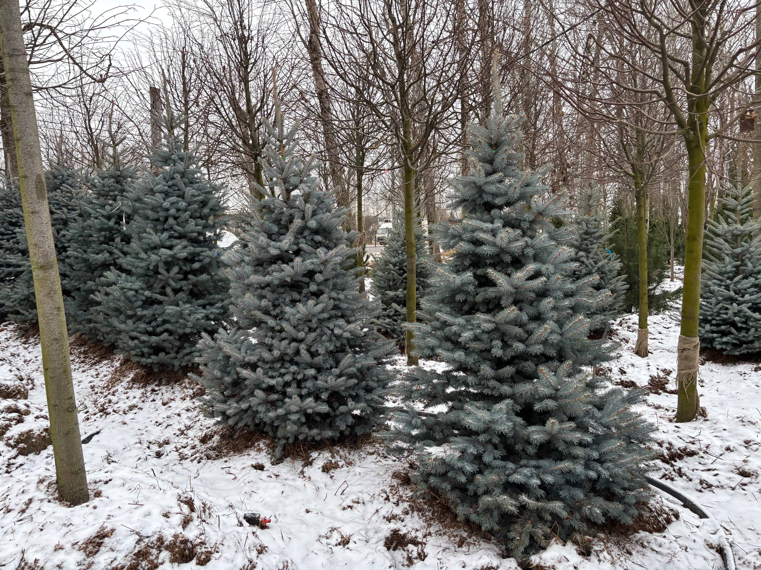 Обновление ассортимента голубых елей для муниципальных и коммерческих проектов