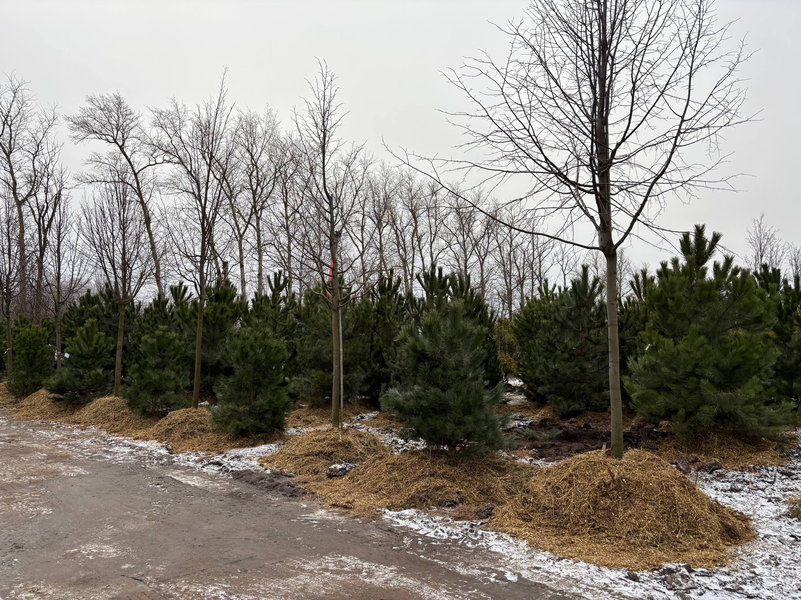 Декабрьская партия саженцев черной сосны - 2025