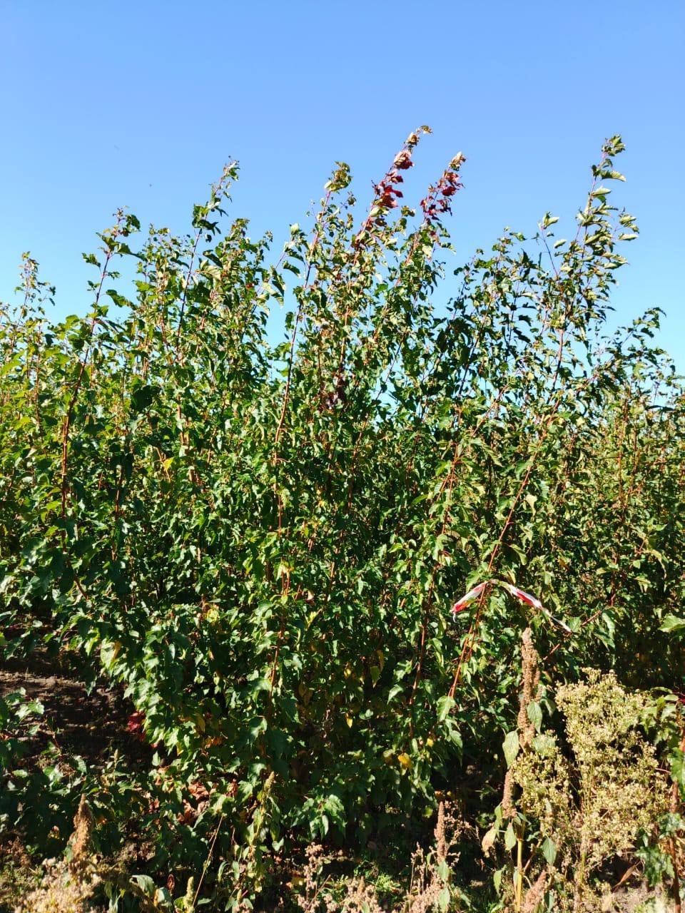 Партия саженцев клёна Гиннала ГОСТ для городского озеленения