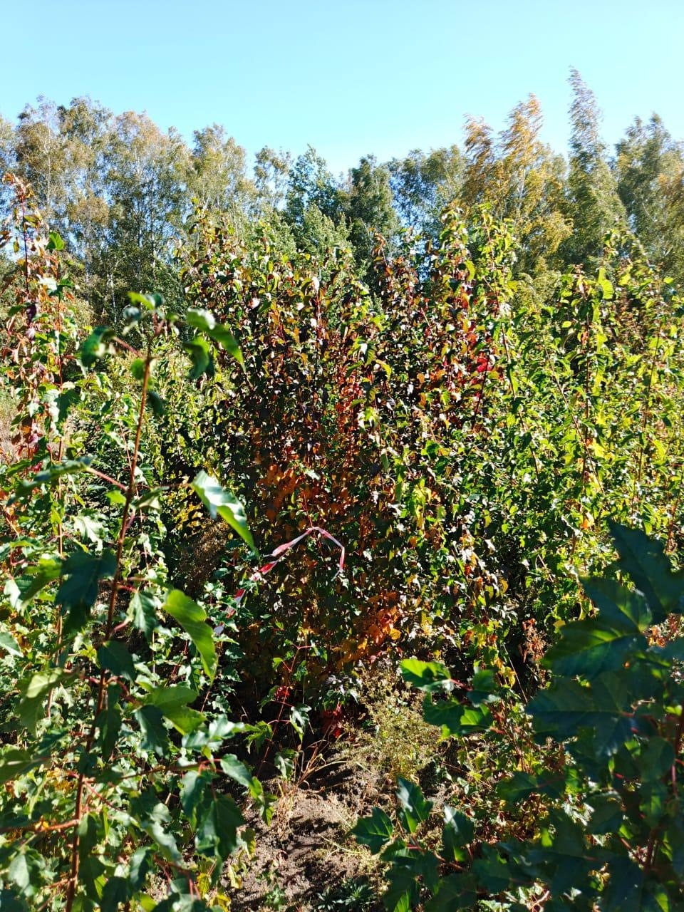 Саженцы клёна Гиннала 150–200 см в питомнике Горзел