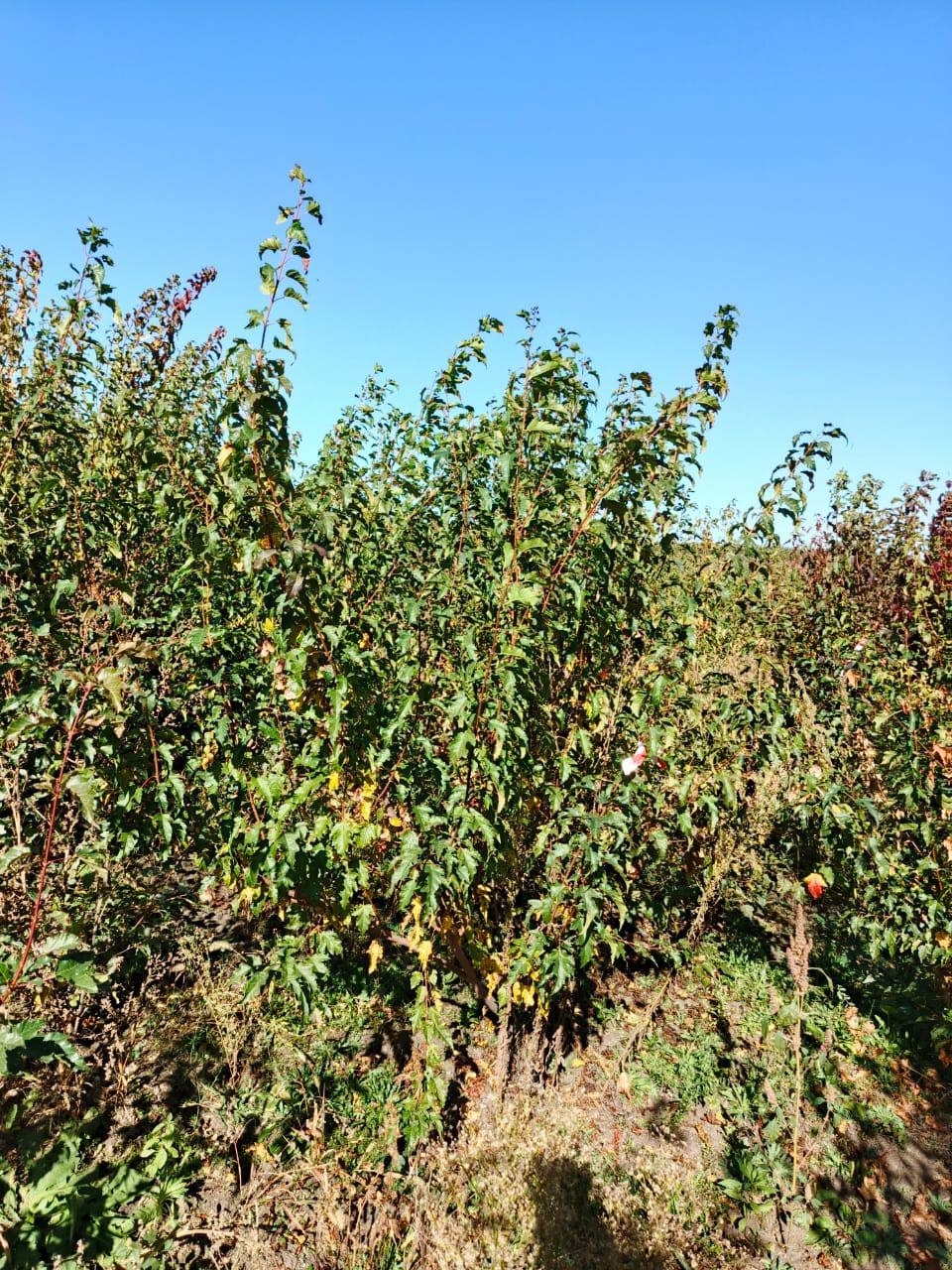 Клён Гиннала 200–250 см — посадочный материал от питомника Горзел