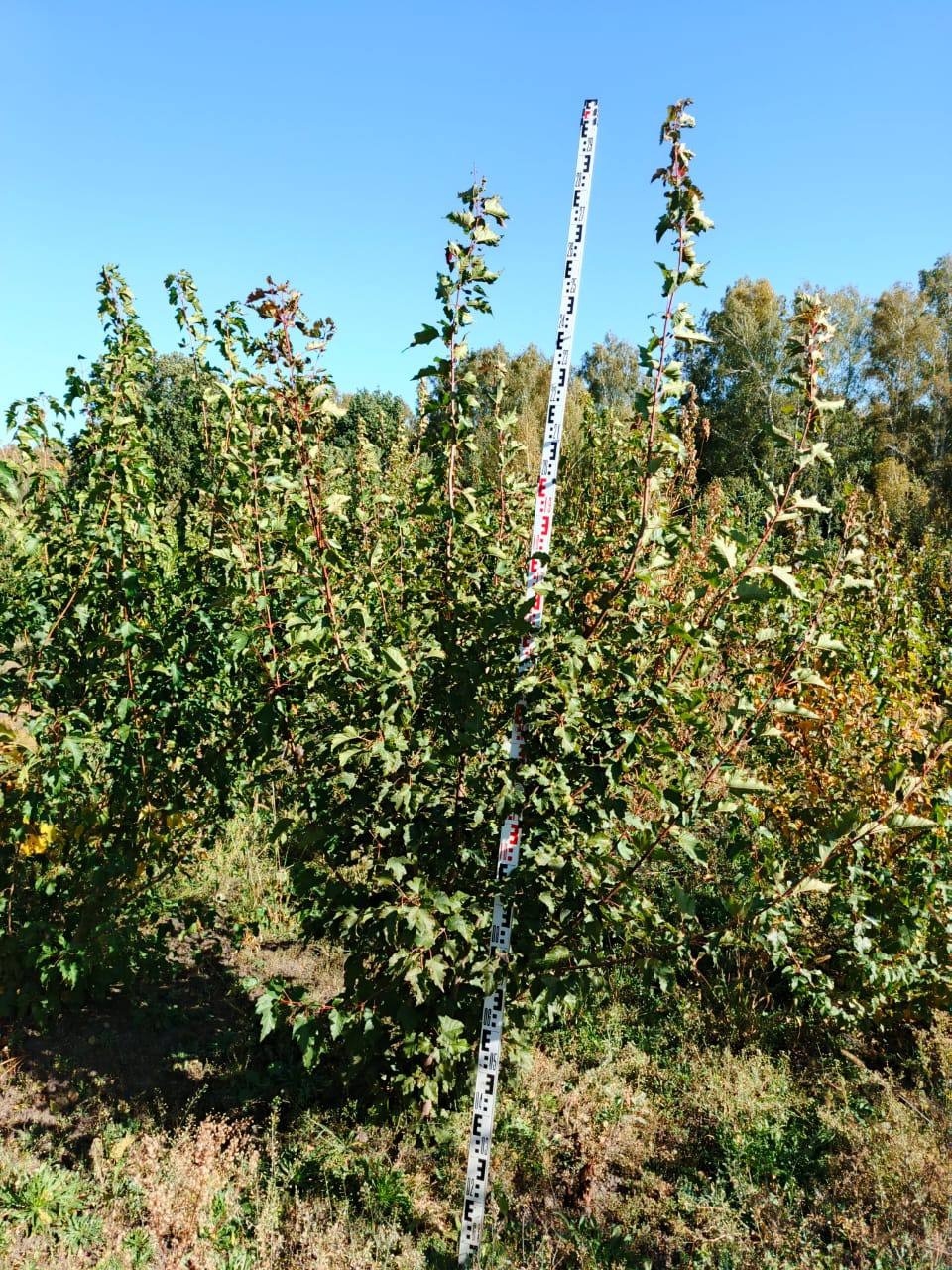 Партия клёна Гиннала по ГОСТ для городского озеленения