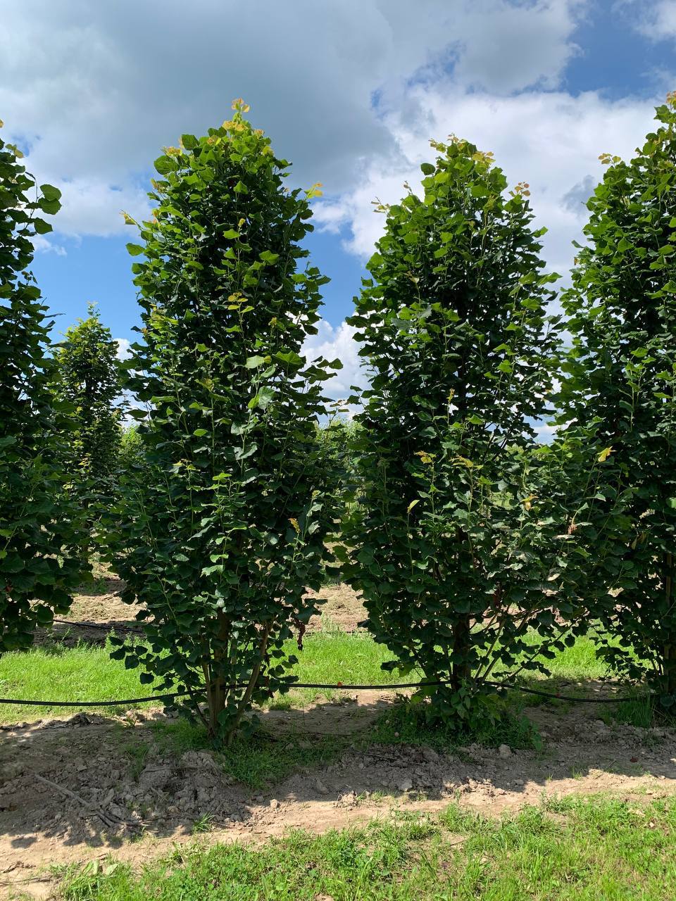 Саженцы липы крупнолистной Fastigiata в питомнике Горзел