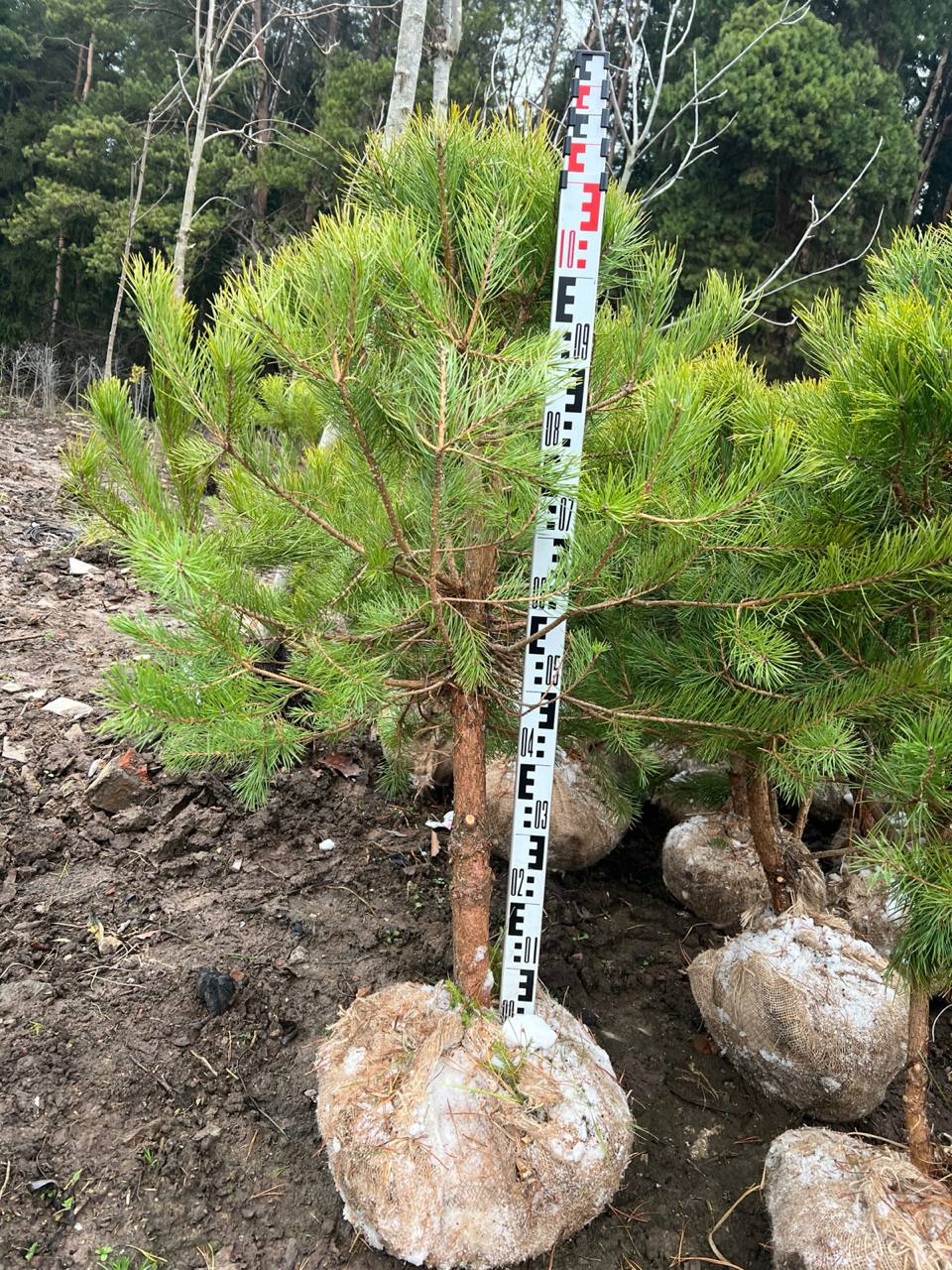 Саженцы сосны обыкновенной сформированной для озеленения от питомника Горзел