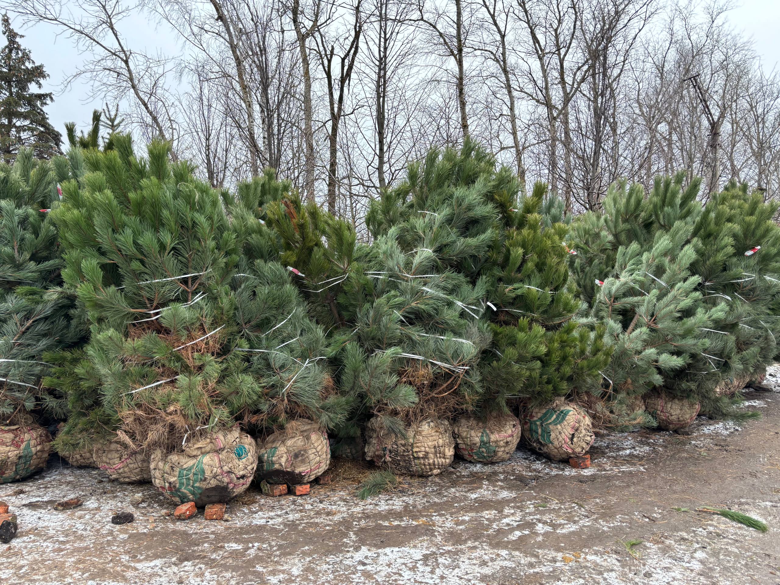 Саженцы сосны чёрной для городского озеленения в питомнике Горзел