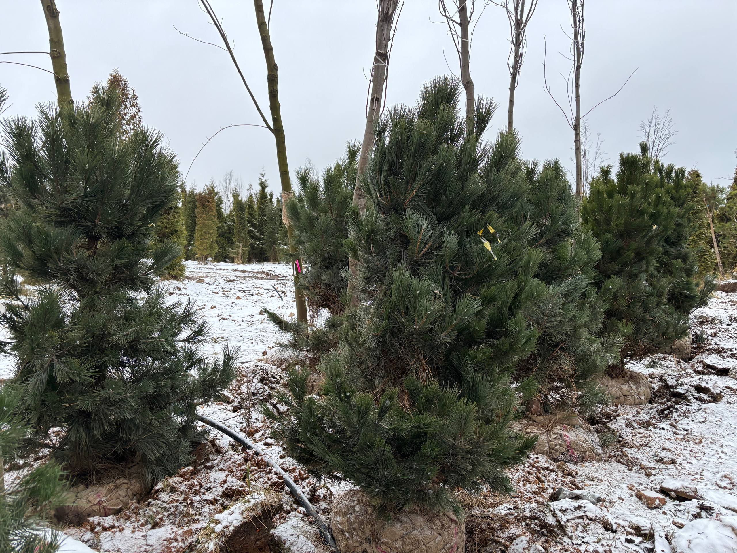 Сосна чёрная разного размера — посадочный материал от Горзел
