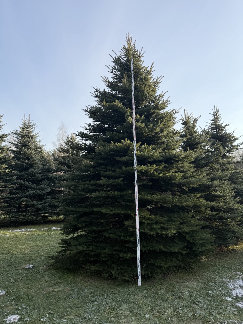 Свежая партия саженцев голубых елей Глаука