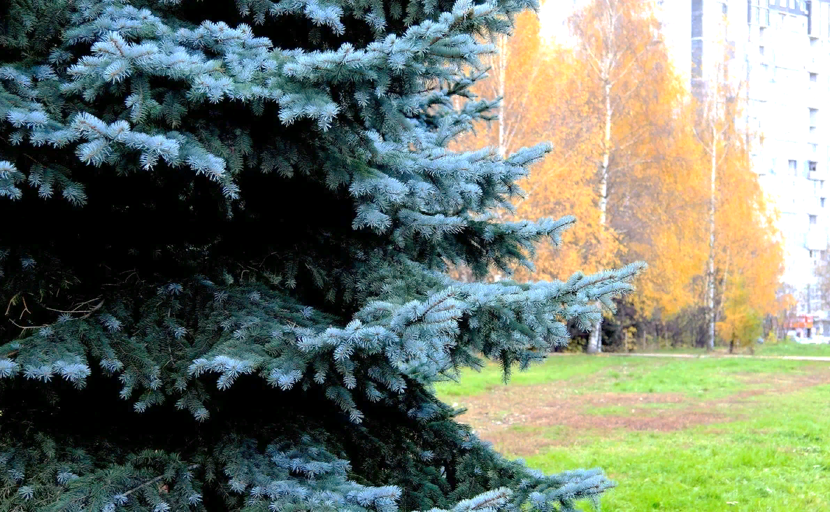 Лучшие виды ели для озеленения в городе Москва-Горзел