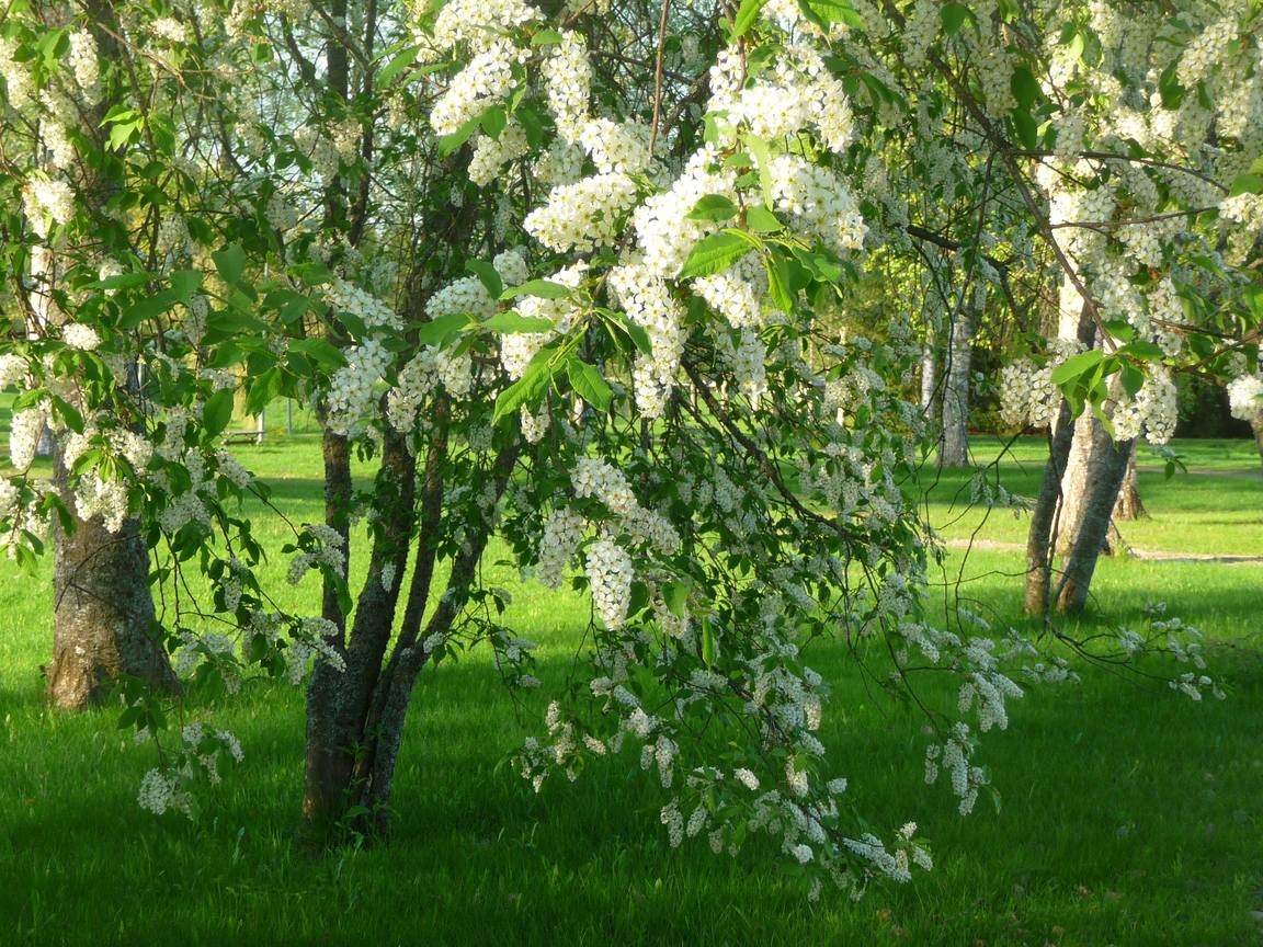 Какие плодовые деревья сажать в городе и почему?