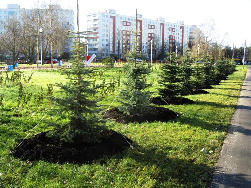 Роль Хвойных в городском озеленении